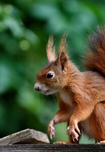 squirrel, rodent, mammal-8301486.jpg
